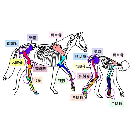 馬相|馬相の乱